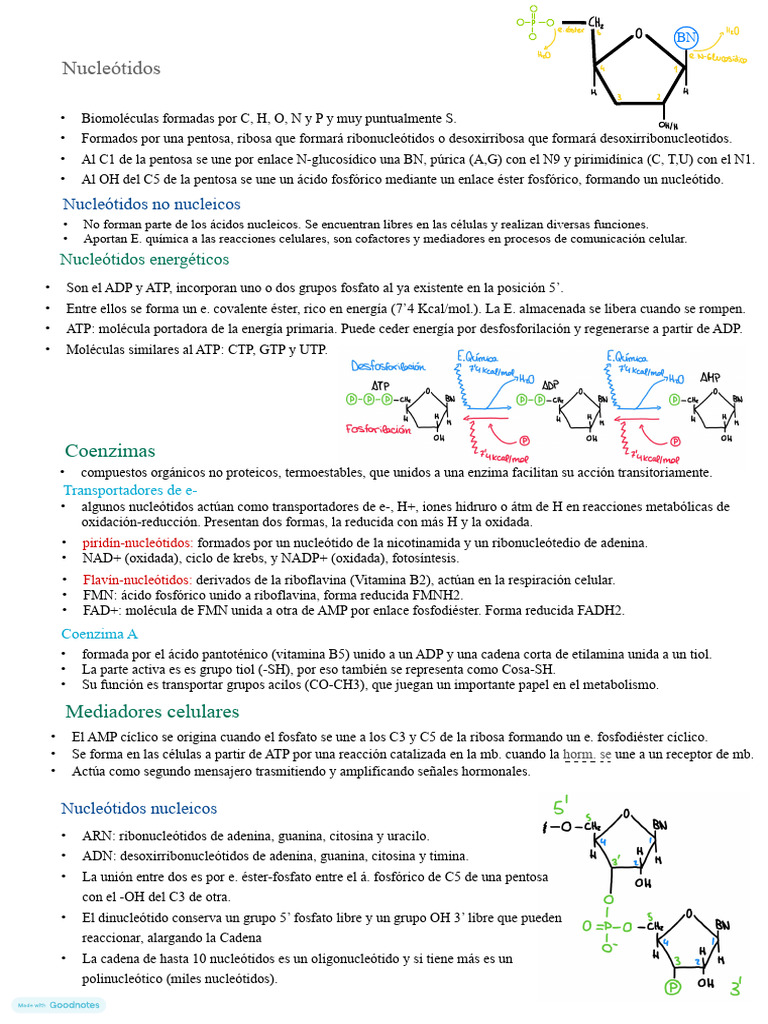 Ácidos Nucleicos | PDF | Rna | Adn