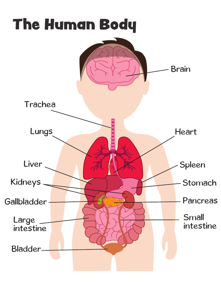 P317 Human Body Diagram | PDF