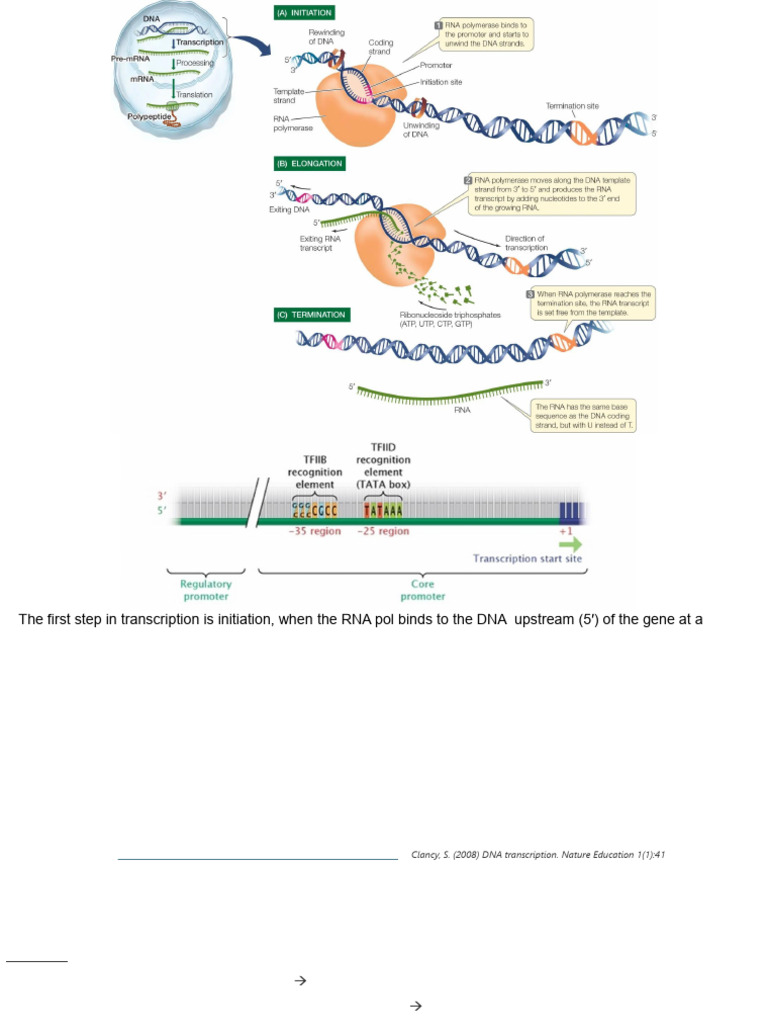 7 Transcription 09 09 2024 | PDF | Promoter (Genetics) | Gene