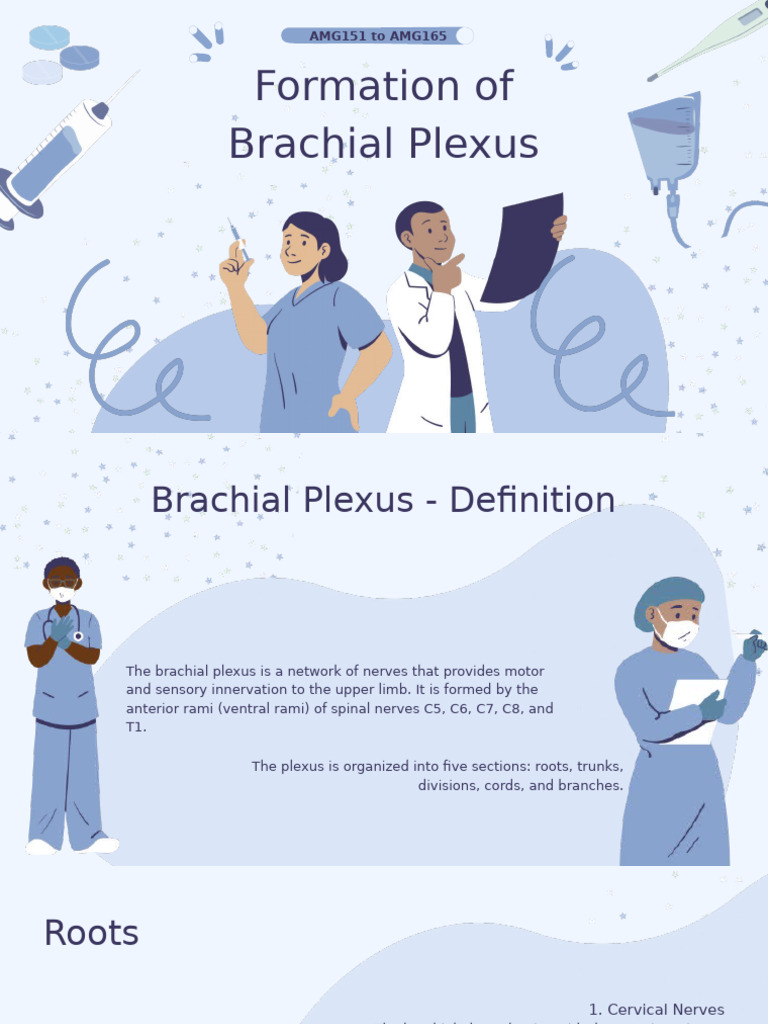 Formation of Brachial Plexus 20250122 191946 0000 | PDF | Anatomical ...