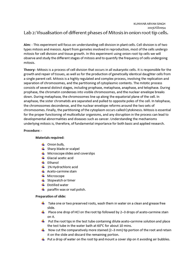 Lab 2 Final | PDF | Mitosis | Chromosome