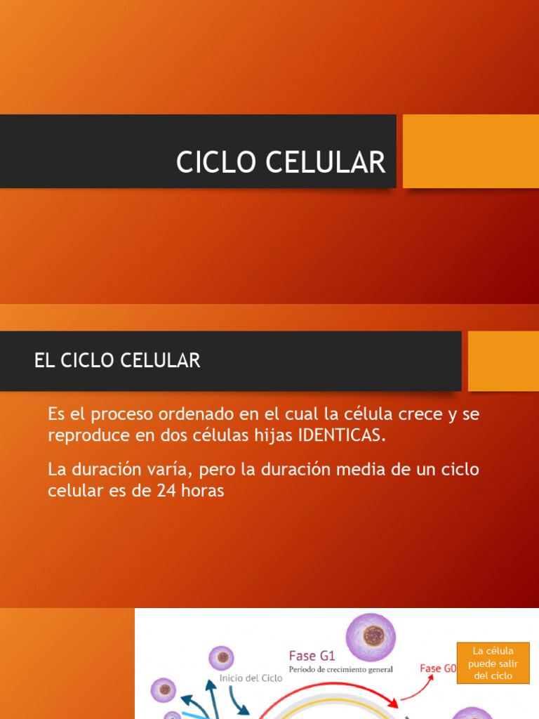 Fases del Ciclo Celular y Mitosis | PDF | Mitosis | Mitosis