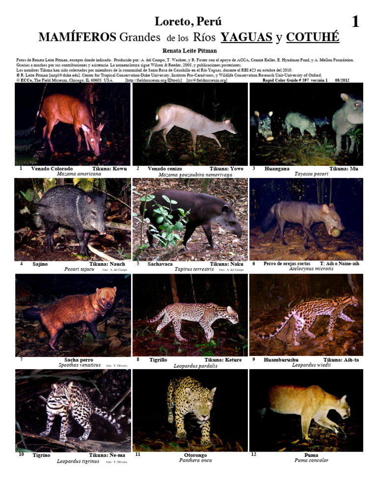 Mamiferos Yaguas | PDF | Órdenes de mamíferos | Selva amazónica