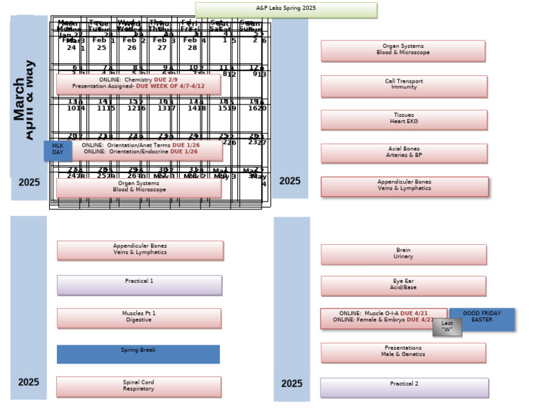 2025+Spring+2401+and+2402+EXERCISE+CALENDAR | PDF | Muscle | Blood