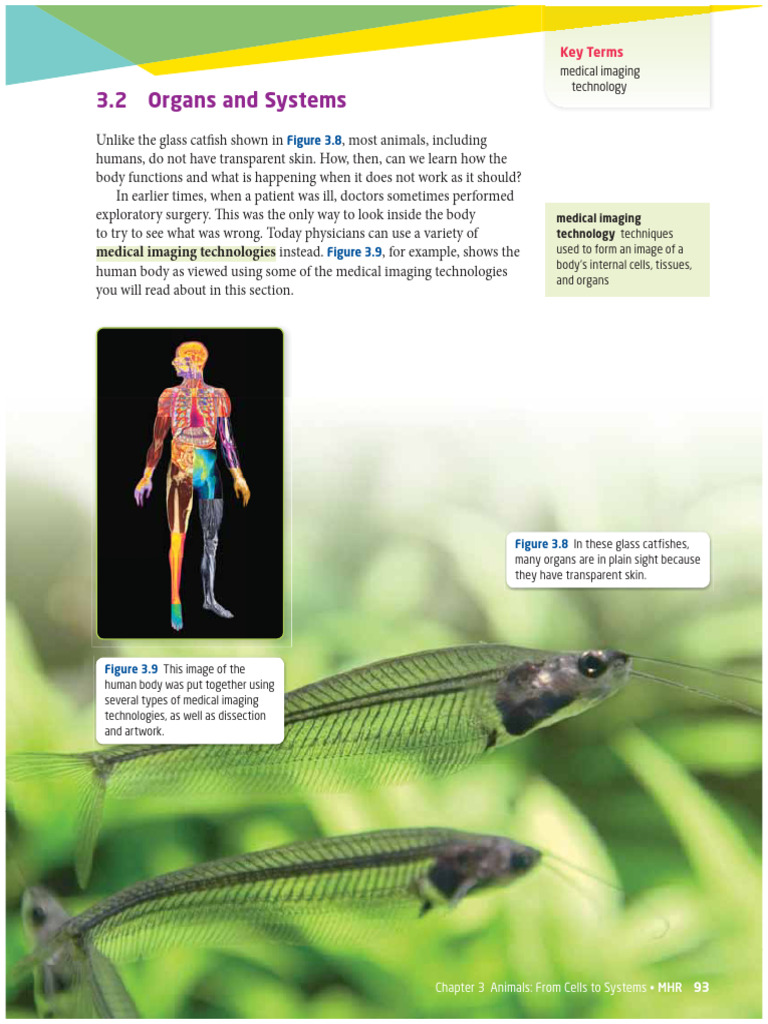 Science Textbook | PDF | Respiratory Tract | Stomach