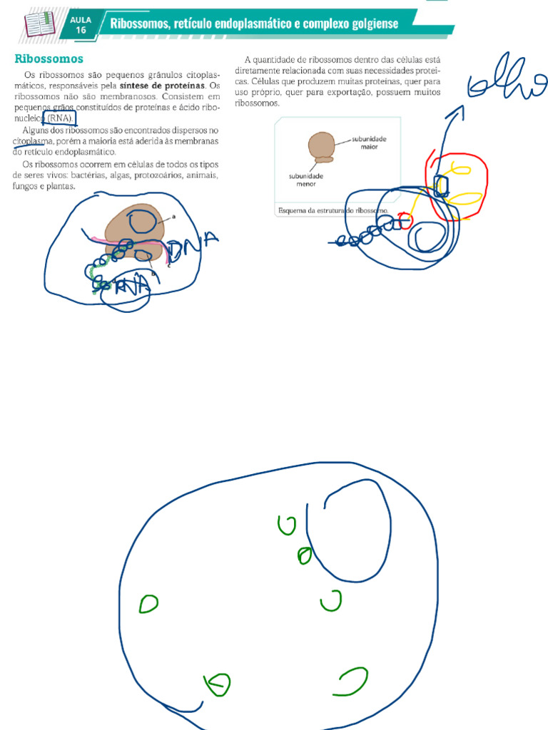 Aula 7 Ano BIO 16, 17 M4 | PDF