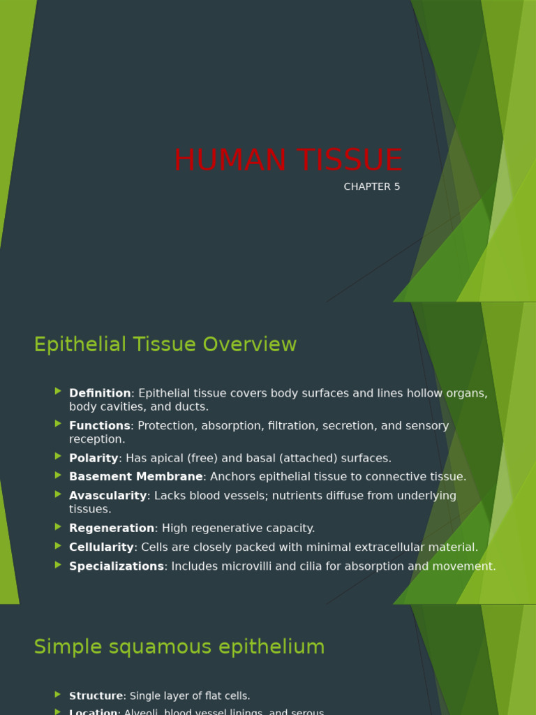 Anatomy Students' Guide | PDF | Epithelium | Connective Tissue