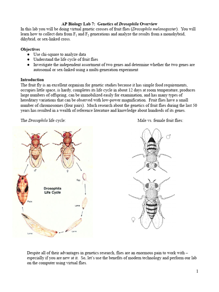 Drosophila Genetics Lab Overview | PDF | Chi Squared Test | P Value