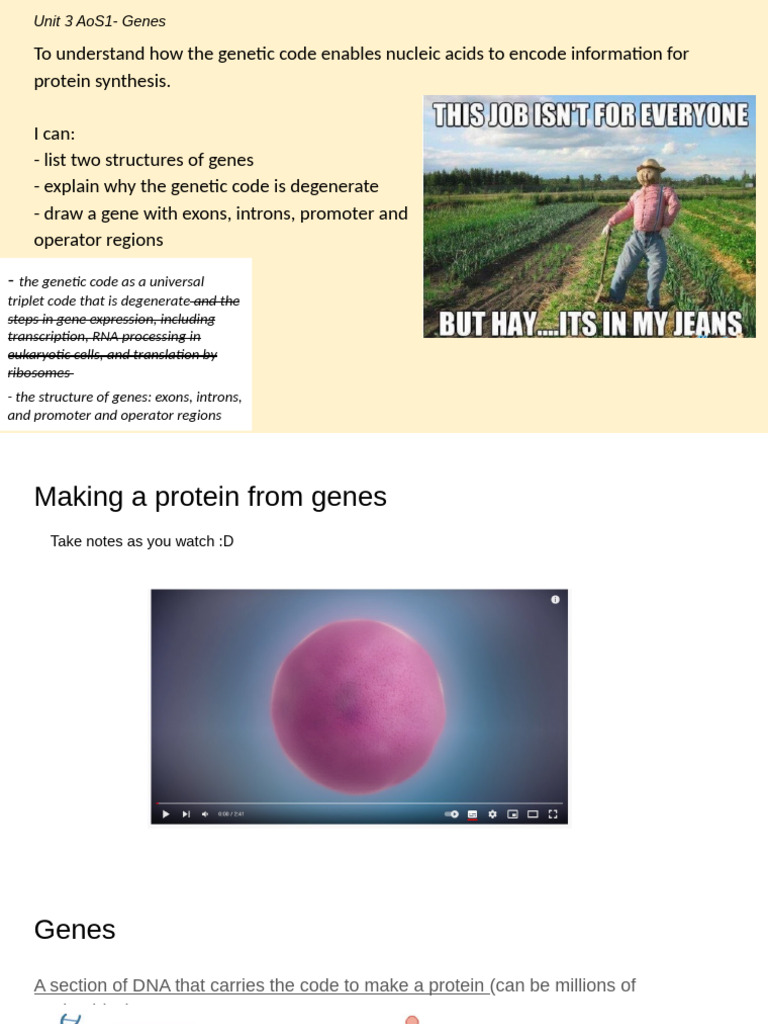 Genes Student | PDF | Gene | Genetic Code