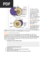 Anatomy of a Grape Explained | PDF
