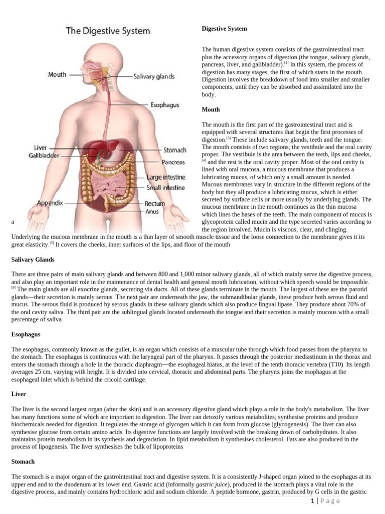 Digestive System Overview | PDF | Human Digestive System | Aorta
