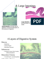 Digestive System (Sma