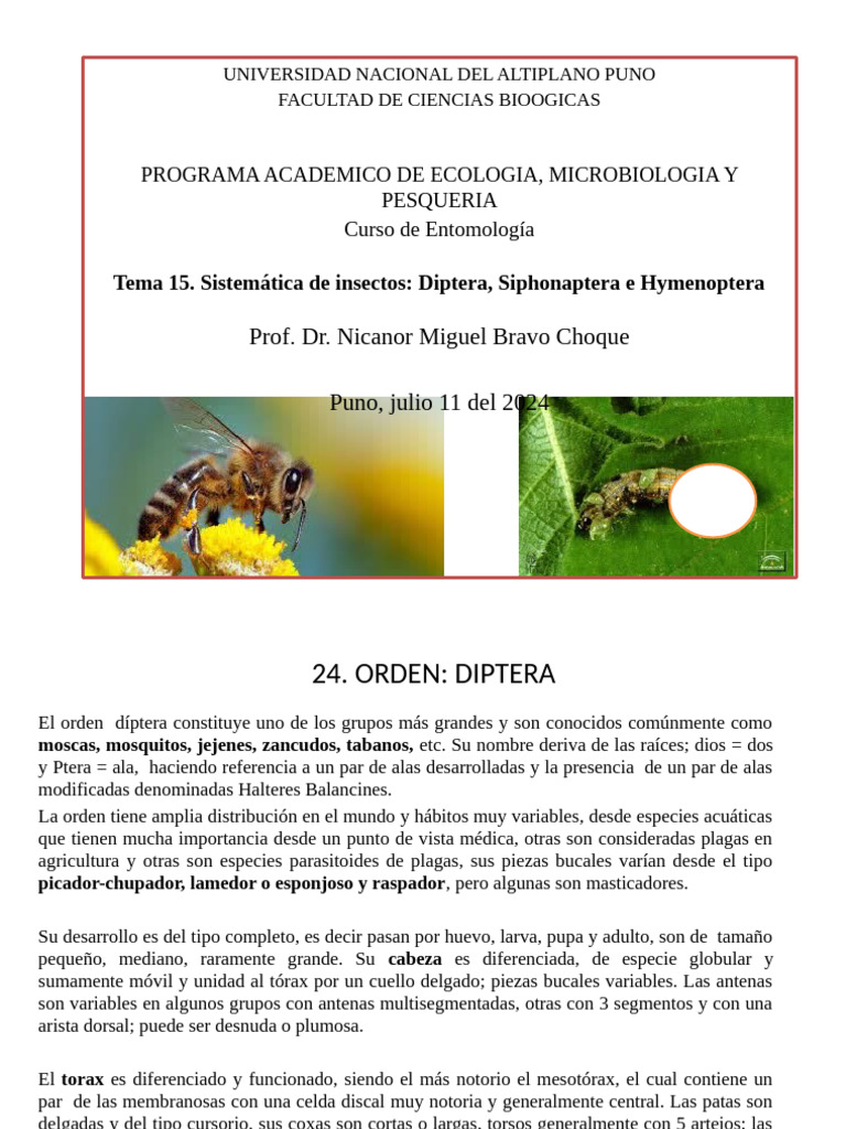 Sistemática de Insectos: Diptera | PDF | Mosca | Insectos
