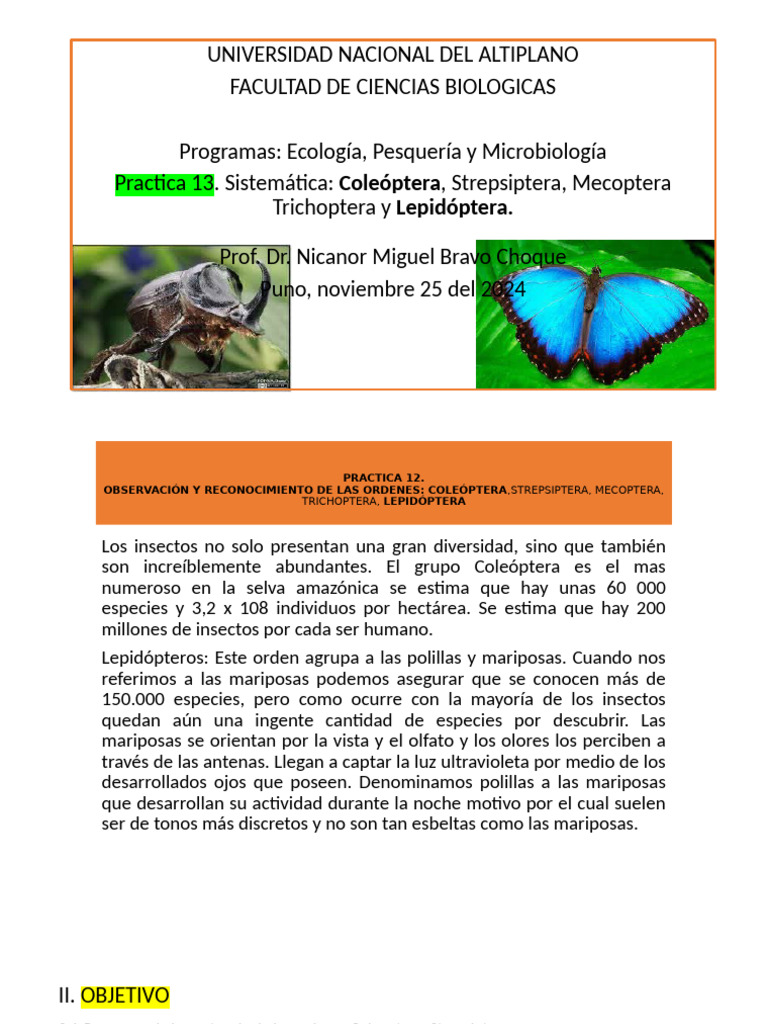 Sistemática de Insectos: Coleóptera y Más | PDF | Escarabajo | Lepidópteros