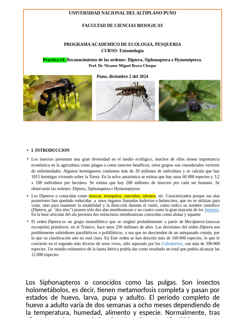 PPTpractica 14 Sistematica Ordenes Diptera Siphonapteray Hemynoptera ...