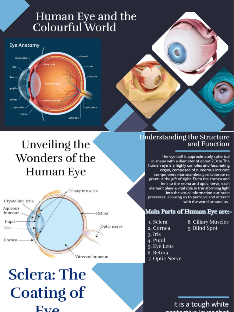 Human Eye and The Colourful World | PDF | Eye | Human Eye