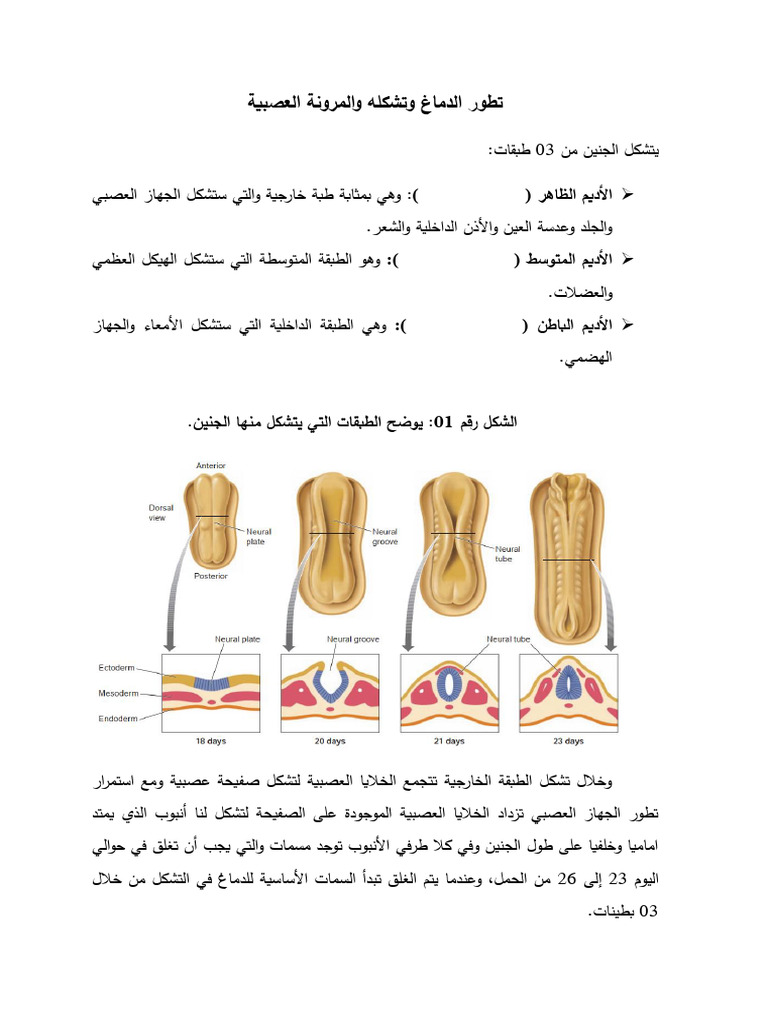 تطور الدماغ وتشكله والمرونة العصبية⁩ | PDF