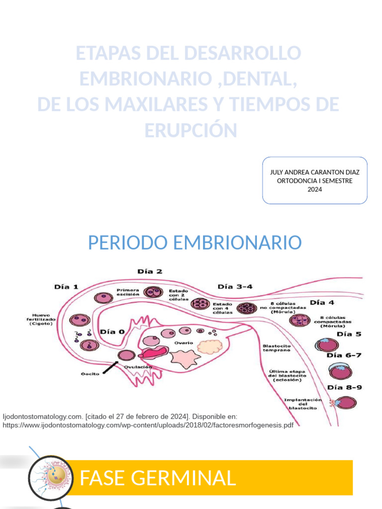 ETAPAS DEL DESARROLLO EMBRIONARIO DENTAL DEL MAXILAR Y TIEMPOS DE