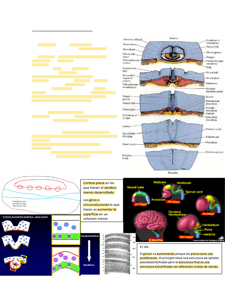 Apuntes 4 | PDF | Sinapsis | Neurona