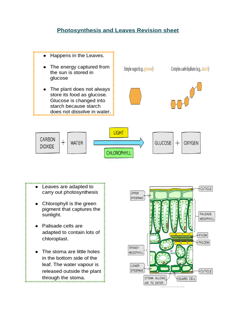 Photosynthesis and Leaves Revision Sheet | PDF | Leaf | Photosynthesis