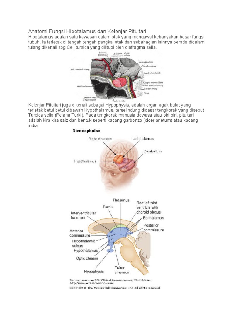 Hubungan Antara Hypothalamus Dan Kelenjar Pituitari Perbezaan Antara 2021
