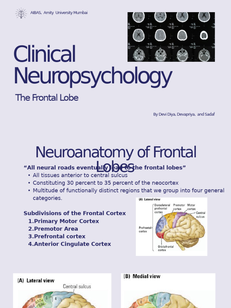 Understanding the Frontal Lobe Functions | PDF | Parietal Lobe ...