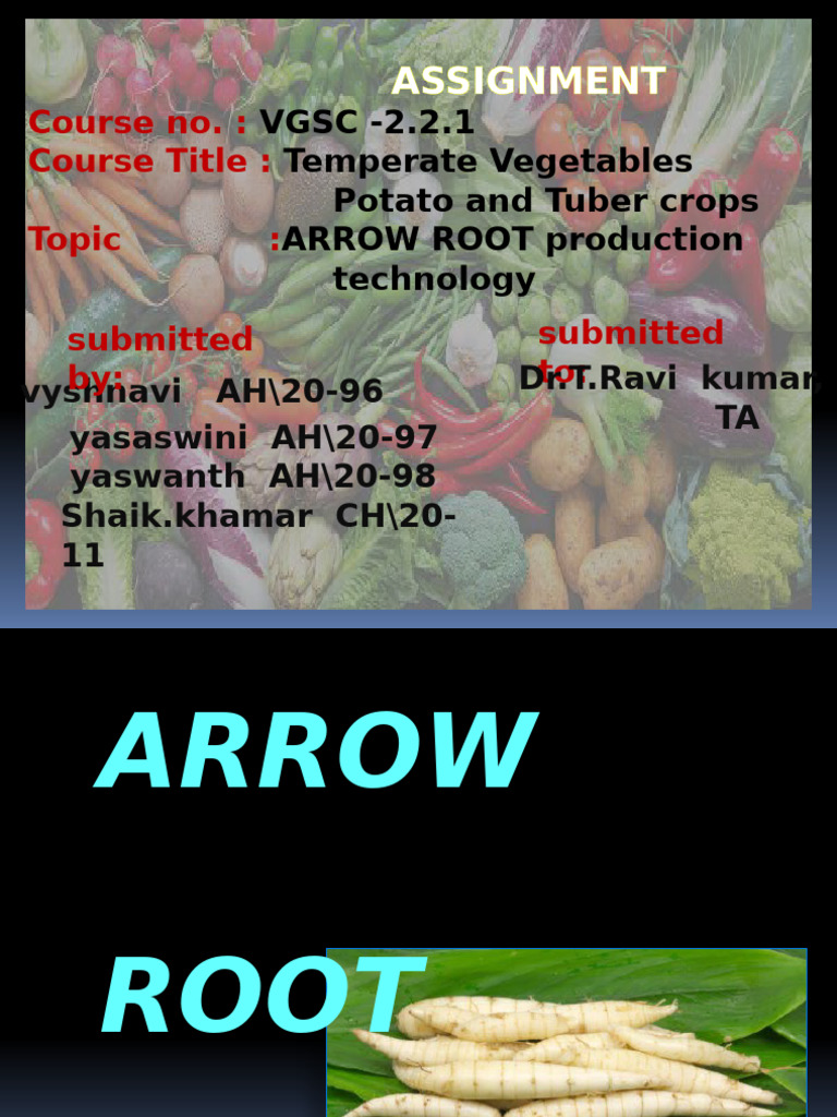 Arrowroot Production Technology Guide | PDF | Plants | Botany