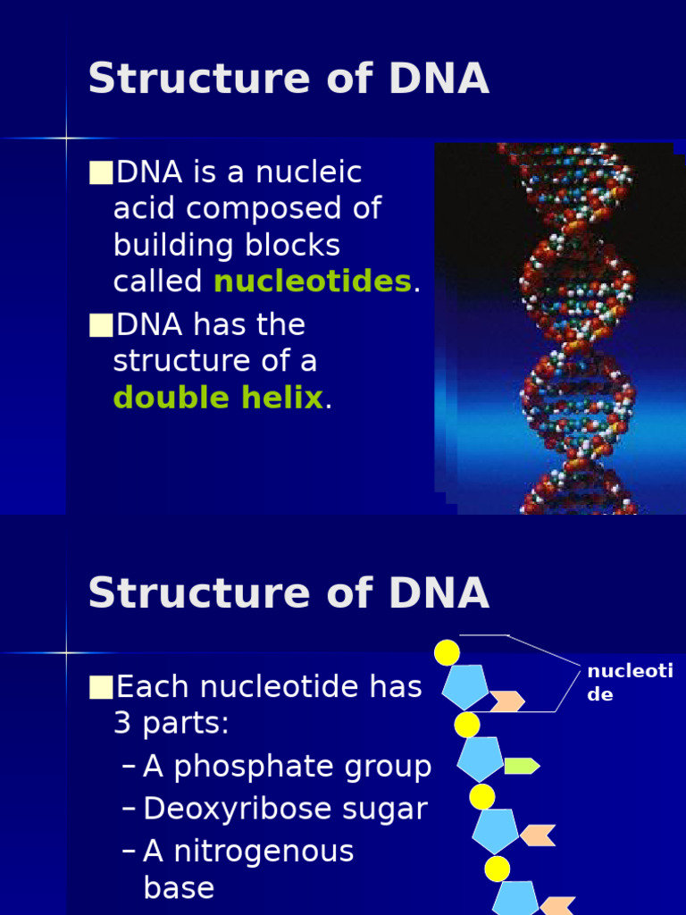 Notes - DNA and Protein Synthesis - Structure of DNA - CP1 | PDF