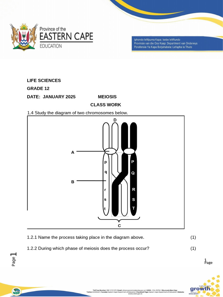 Grade 12 Meiosis Class Work Guide | PDF | Meiosis | Chromosome