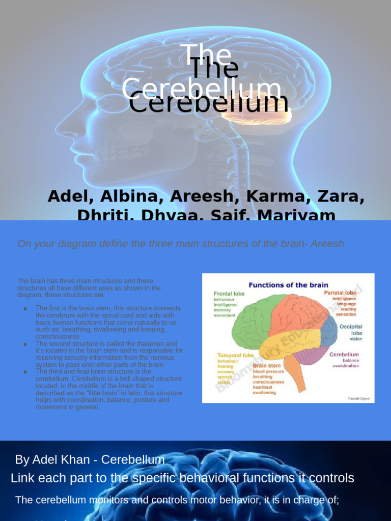 The Cerebellum | PDF | Brain | Cerebellum