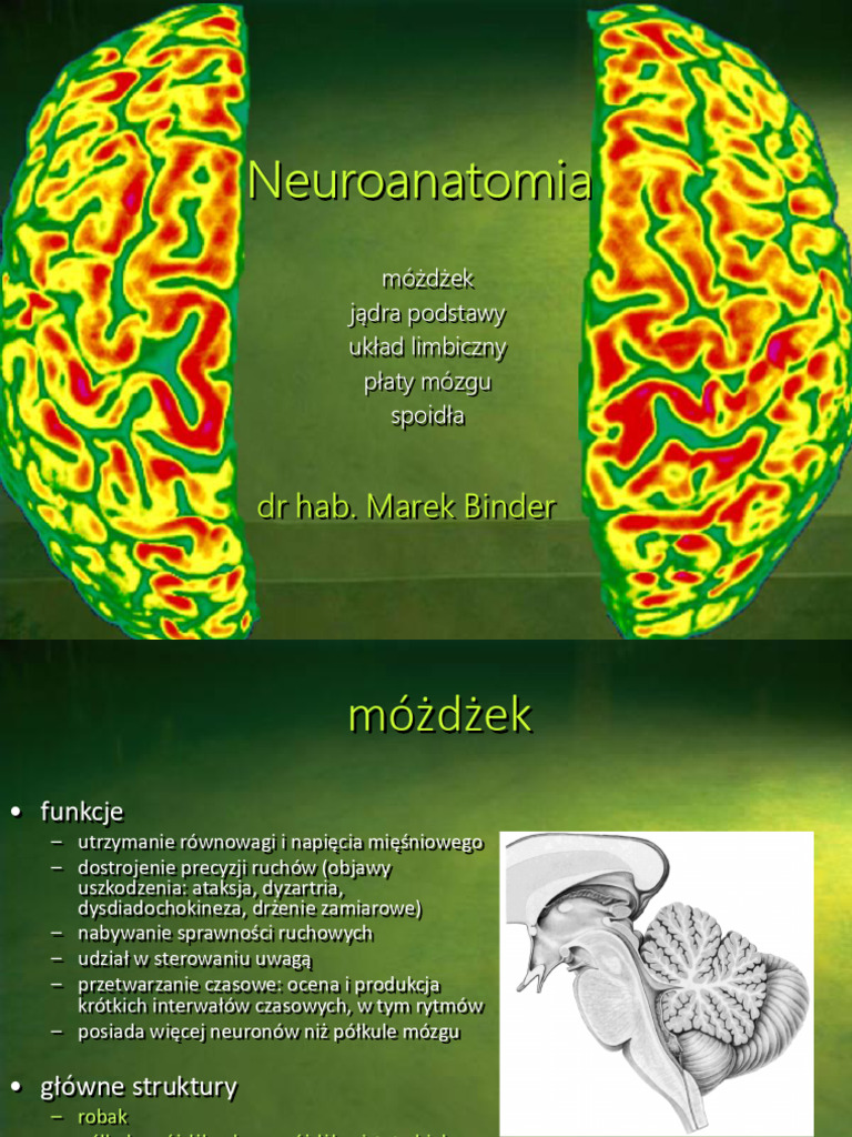 Bmz1 Cwicz03 Mozdzek Kresomozgowie1 Pdf 