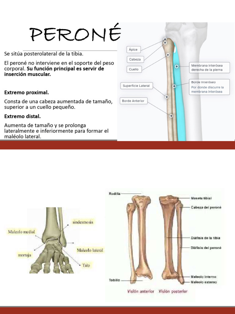 Estructura del Peroné y Metatarsos | PDF