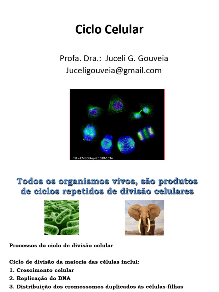 ciclo celular e apoptose | PDF | Ciclo de célula | Apoptose