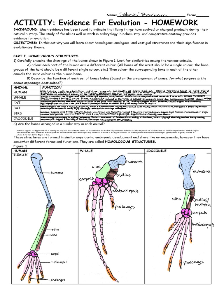 Evidence for Evolution Homework Guide | PDF | Hand | Zoology