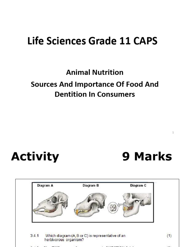 Grade 11 Animal Nutrition Overview | PDF