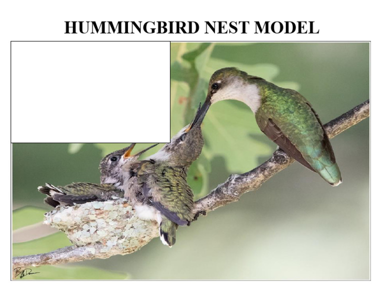 Humming Bird Nest Model 2 | PDF