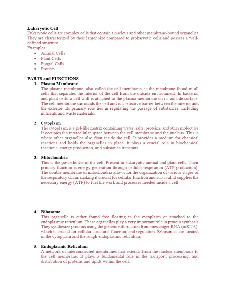 Eukaryotic Cell | PDF | Cell (Biology) | Endoplasmic Reticulum