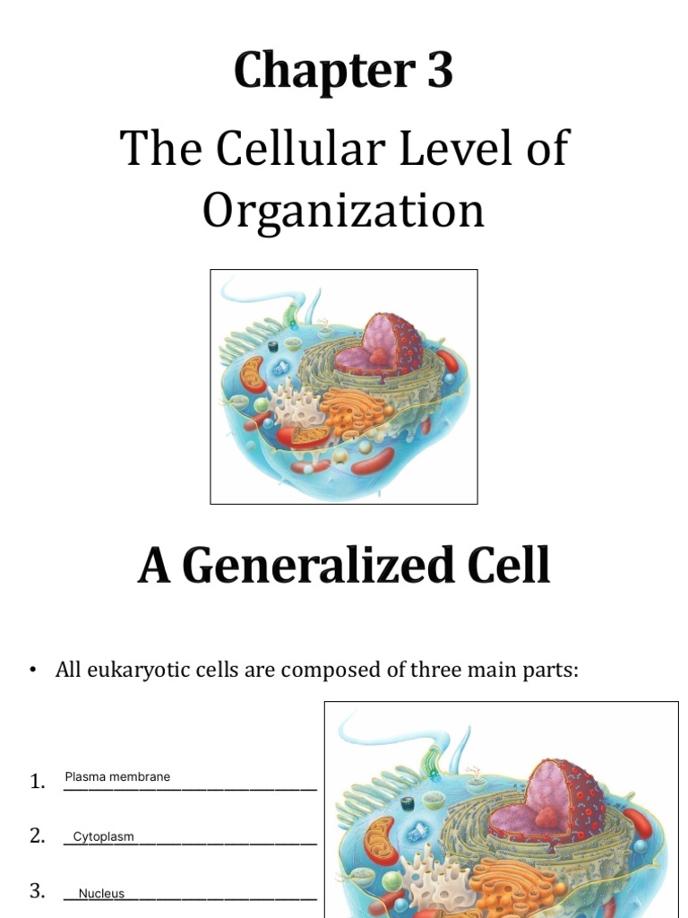 Functions and Structure of Cell Membrane | PDF | Cell Membrane | Cell ...