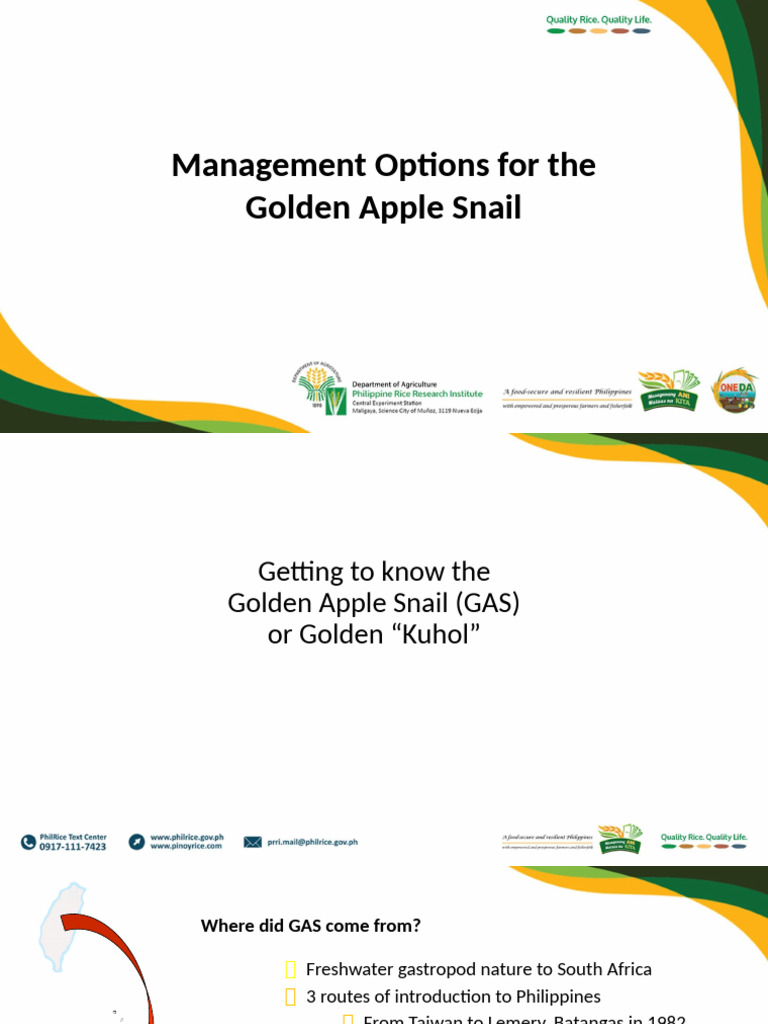 Managing Golden Apple Snail in Rice Fields | PDF | Rice