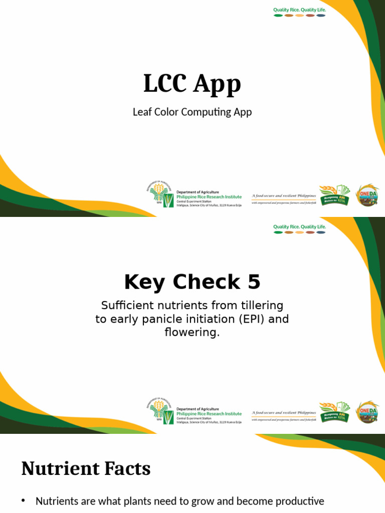 LCC App: Optimize Nitrogen for Rice | PDF | Plant Nutrition | Fertilizer
