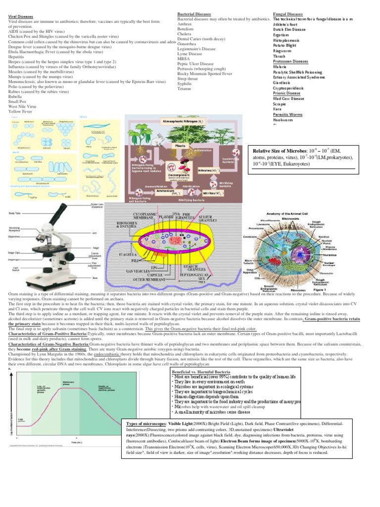 Overview of Viral, Bacterial, and Fungal Diseases | PDF | Gram Positive ...