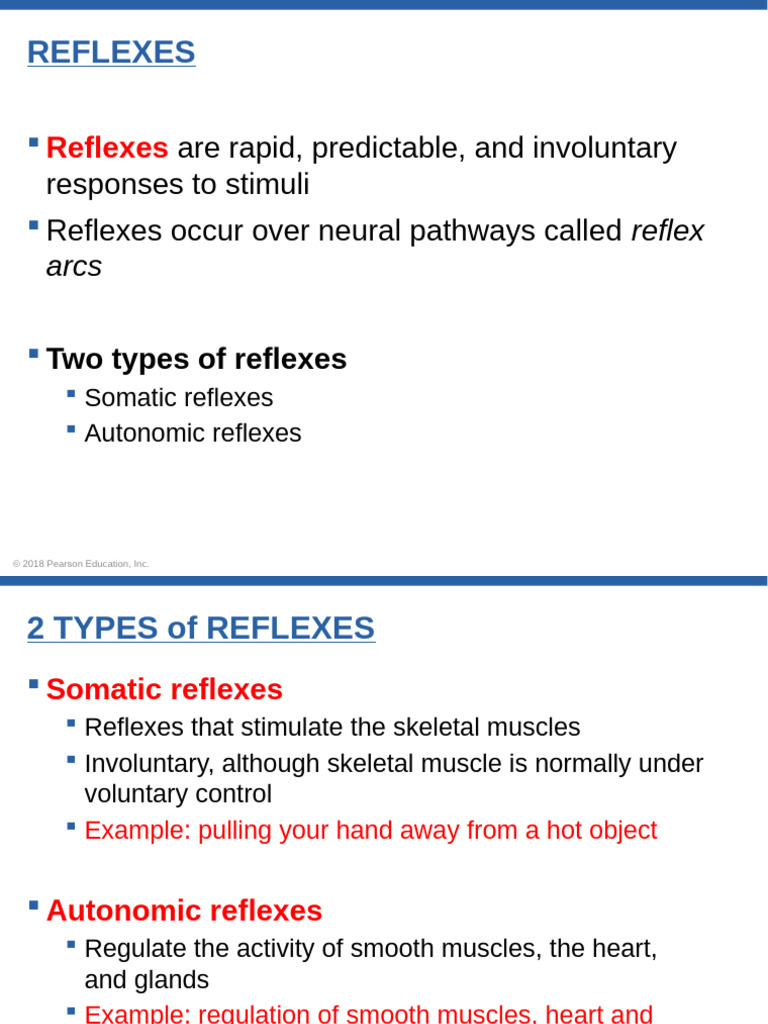Nervous System (Part 2) | PDF | Autonomic Nervous System | Human Brain