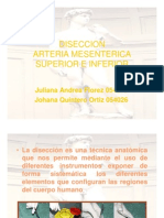 Diseccion de Arteria a Superior e Inferior - Juliana Andrea Florez y Johana Quintero Ortiz