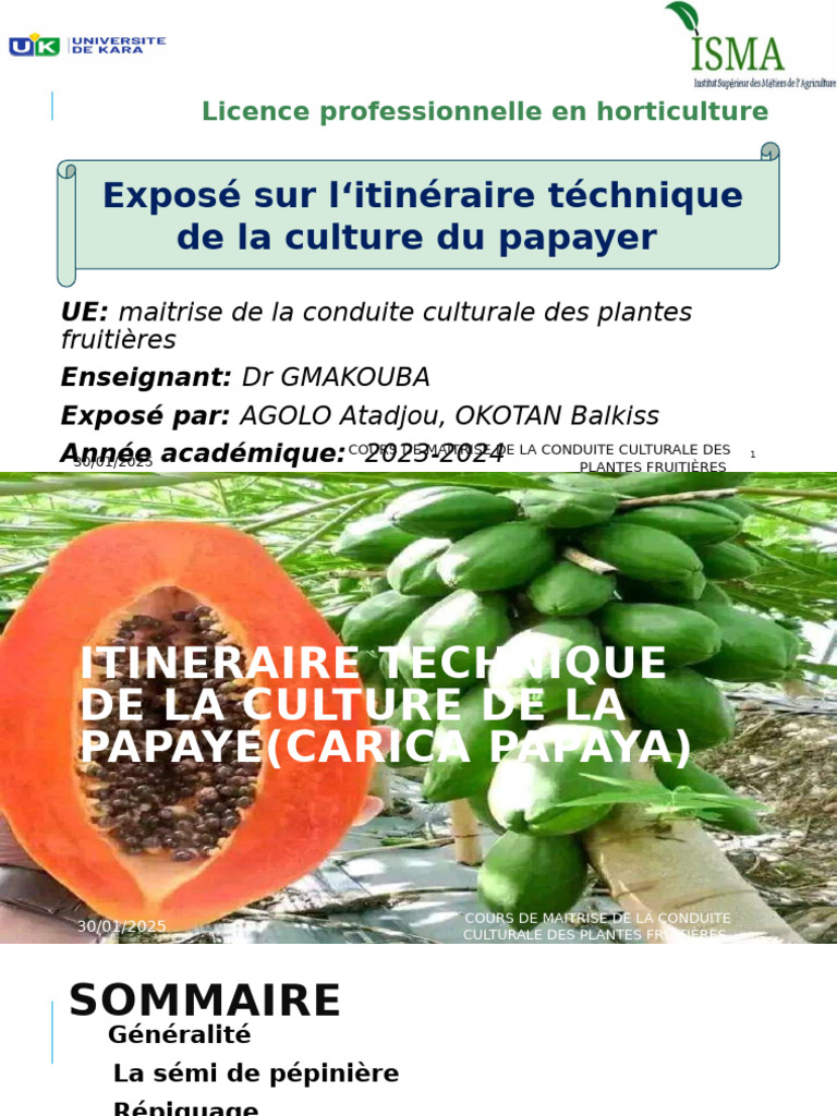 Graines Papaye Rouge 'Red Petiole' - Pack De 6 Graines, Arbre Fruitier Exotique, Jardin