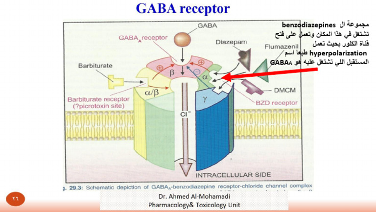 GABA Receptor | PDF
