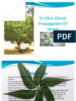 In Vitro Clonal Propagation Of Neem