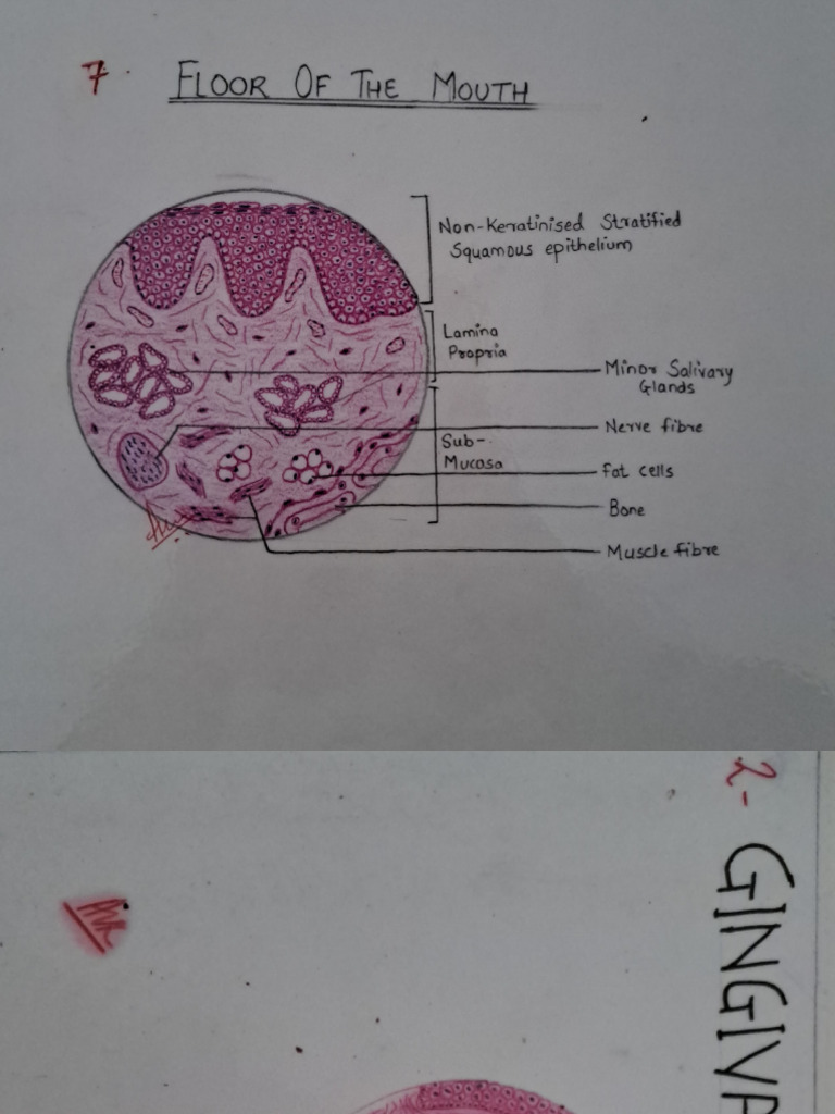 OMM Master Charts | PDF | Tissue (Biology) | Histology