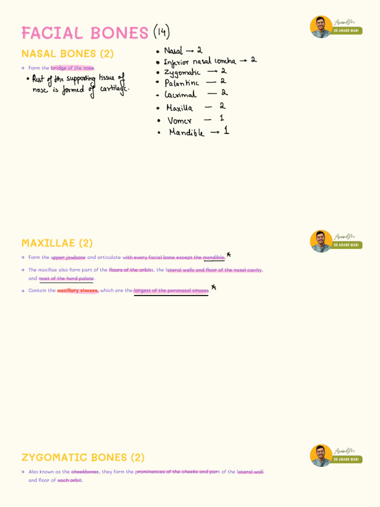 Overview of Facial Bones in the Skull | PDF | Human Nose | Skull