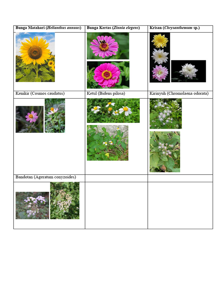 Bunga Asteraceae | PDF