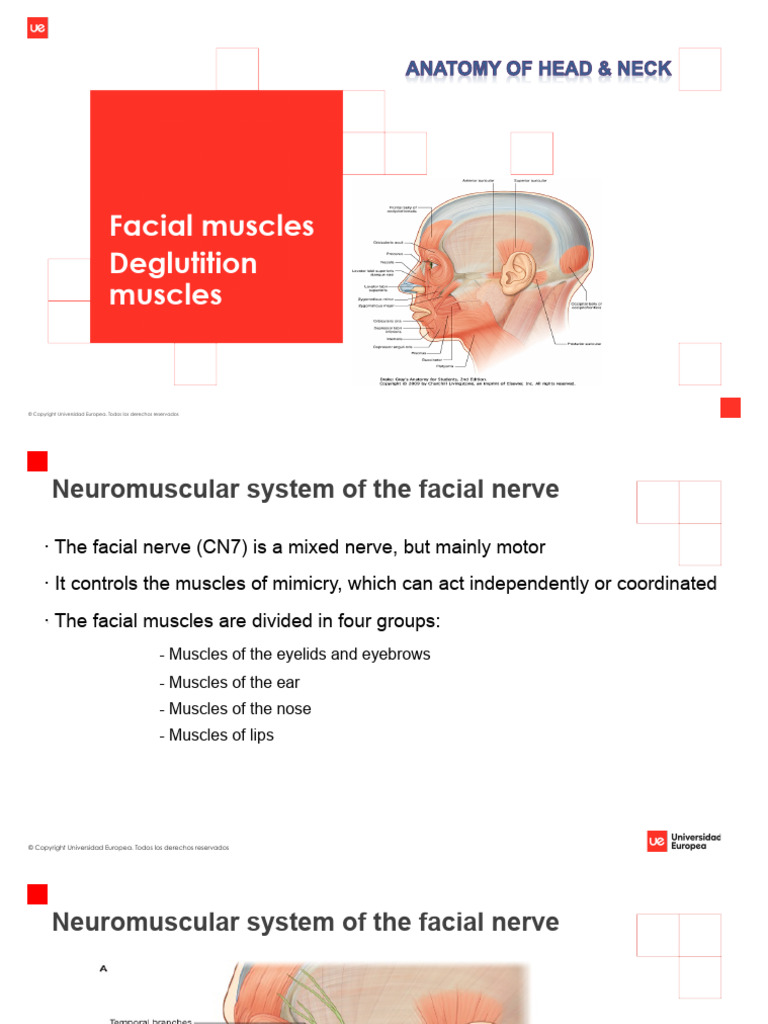 Facial Muscles | PDF | Human Nose | Lip